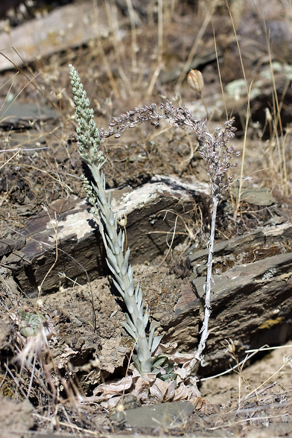 Image of Rosularia subspicata specimen.