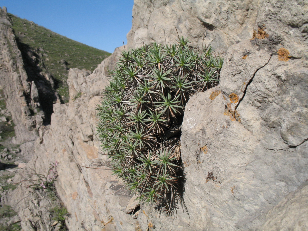 Image of Acantholimon aulieatense specimen.