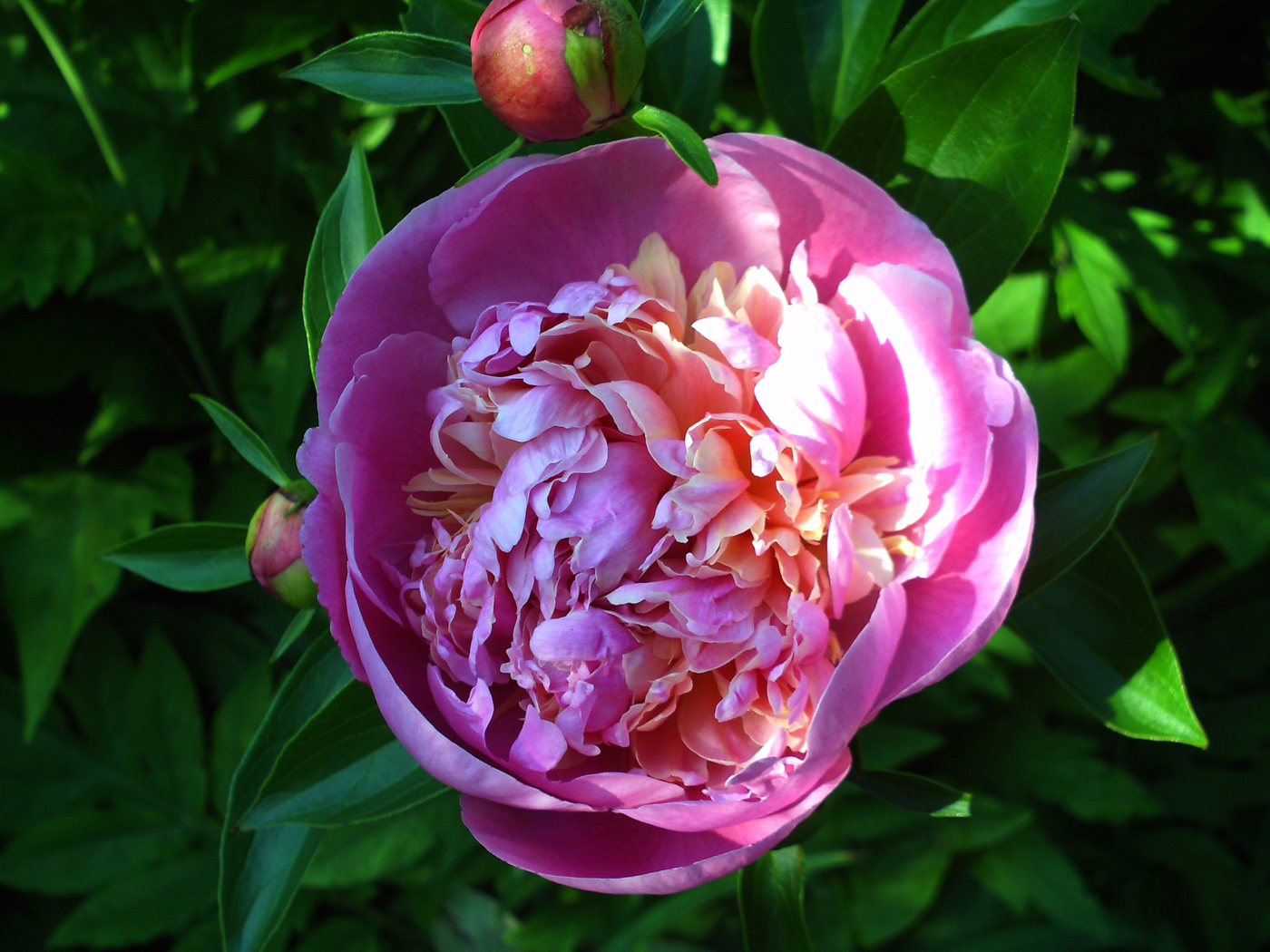 Image of Paeonia lactiflora specimen.