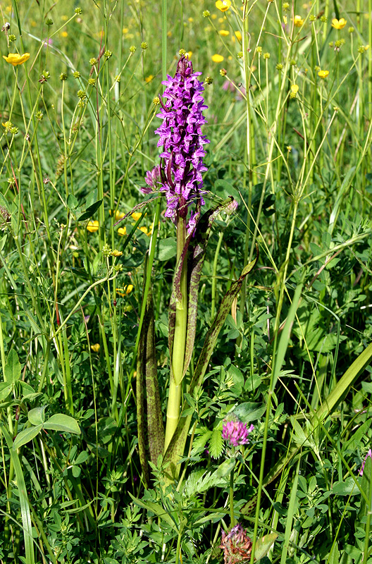 Изображение особи Dactylorhiza incarnata.