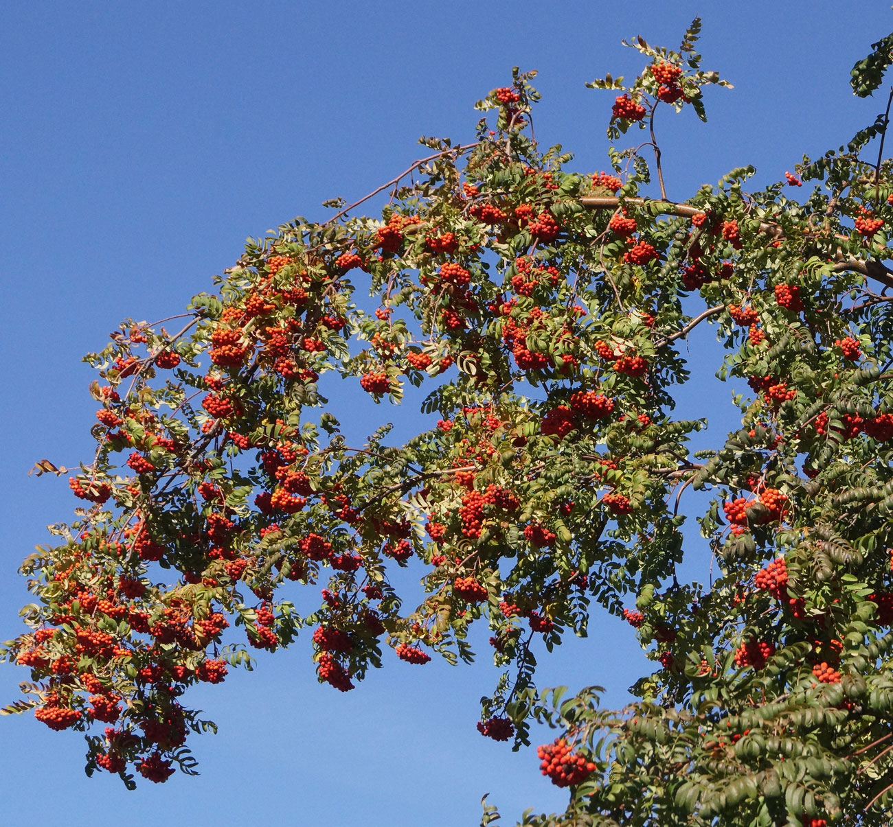 Image of Sorbus sibirica specimen.