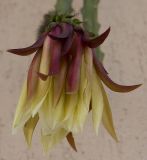 Selenicereus grandiflorus. Цветок. Италия, Саленто, г. Отранто; на балконе жилого дома. 09.06.2014.