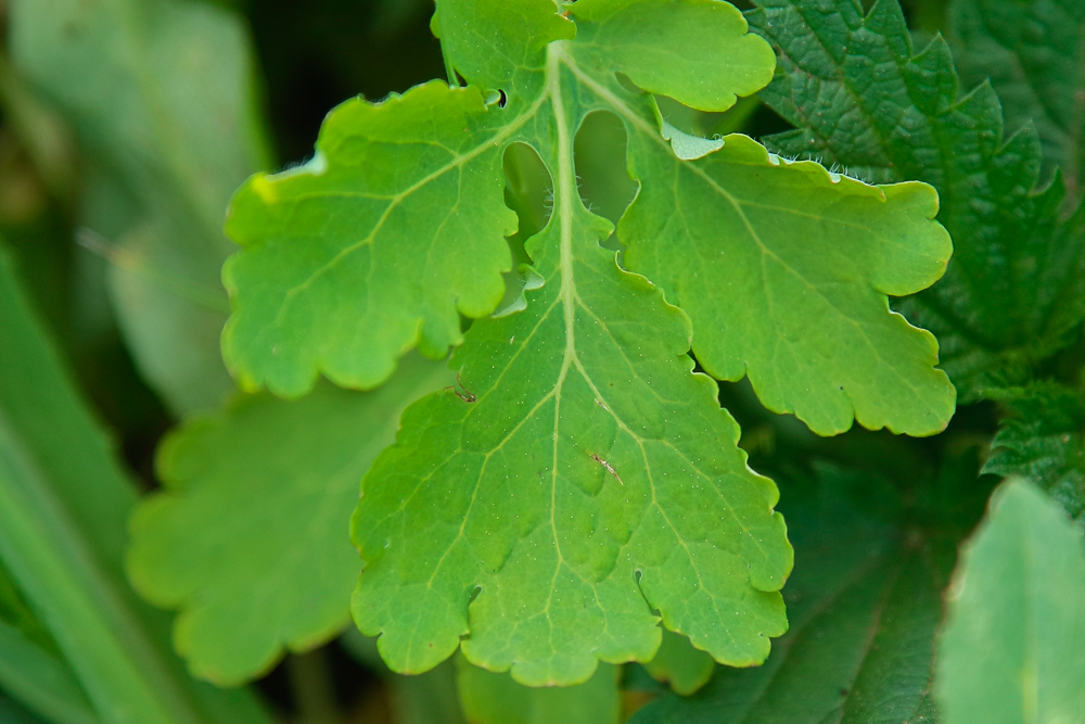 Image of Chelidonium majus specimen.