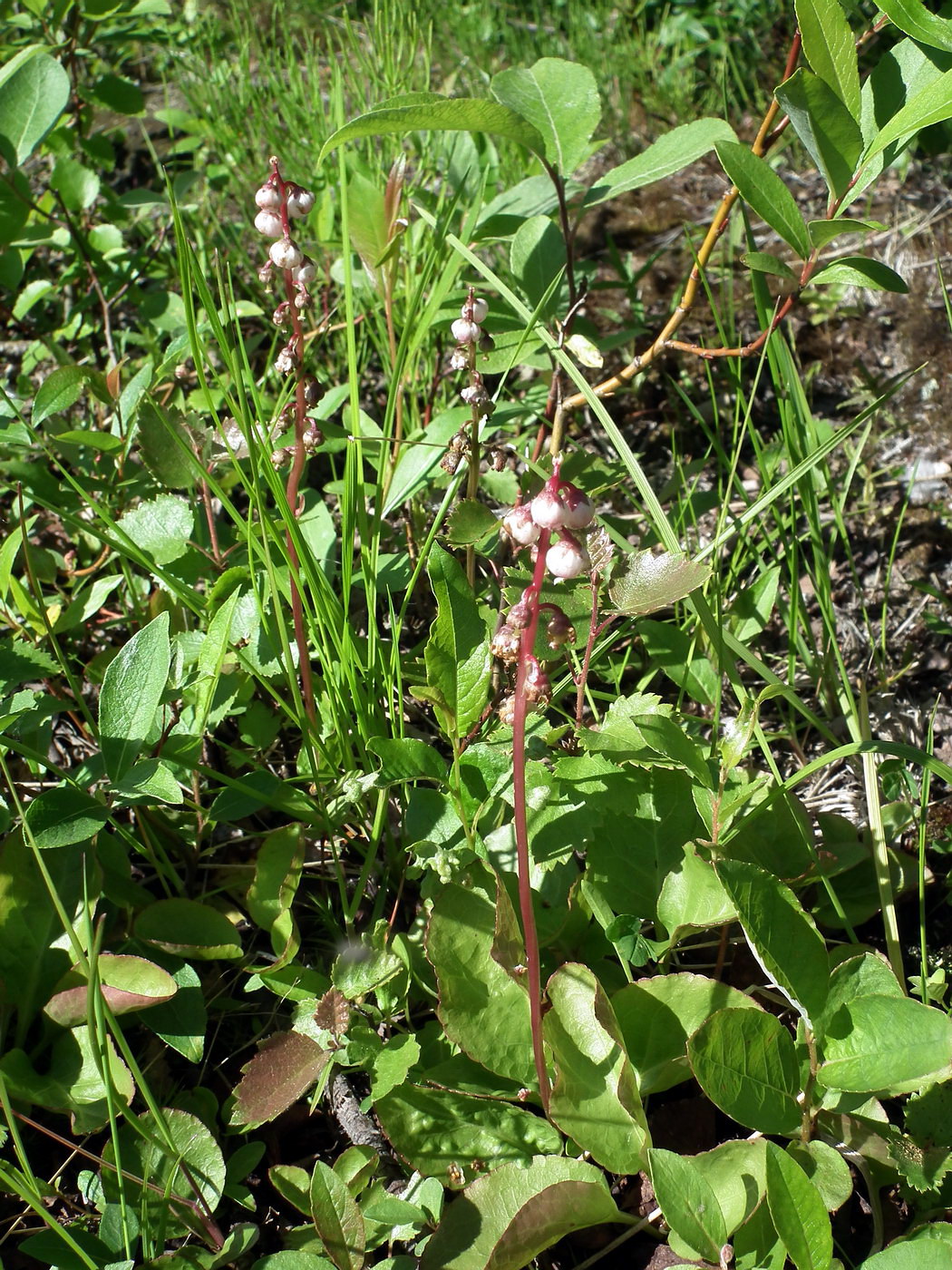 Image of Pyrola minor specimen.