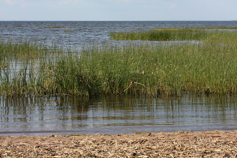 Image of Schoenoplectus lacustris specimen.