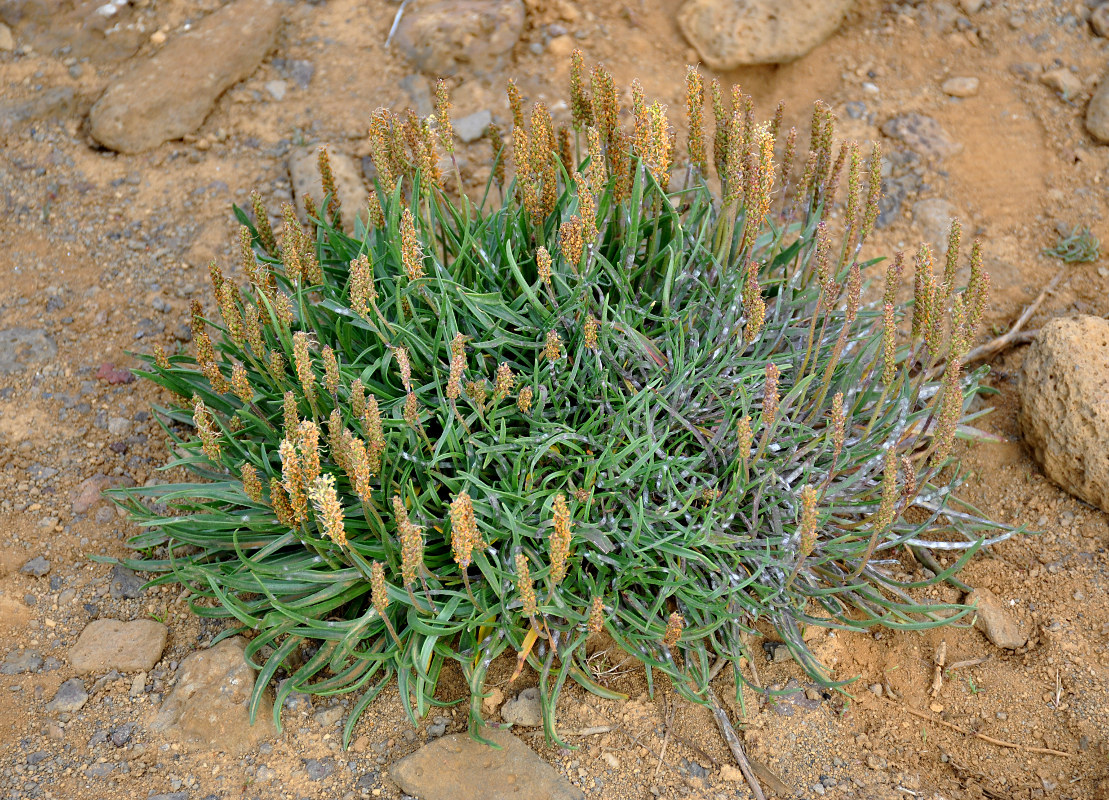 Image of Plantago maritima specimen.