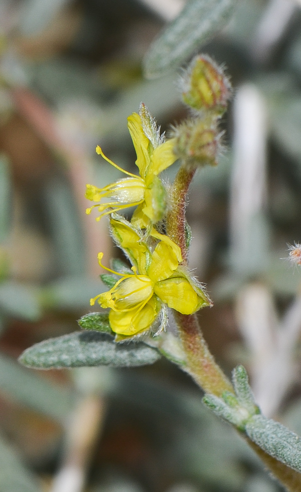 Image of Helianthemum lippii specimen.