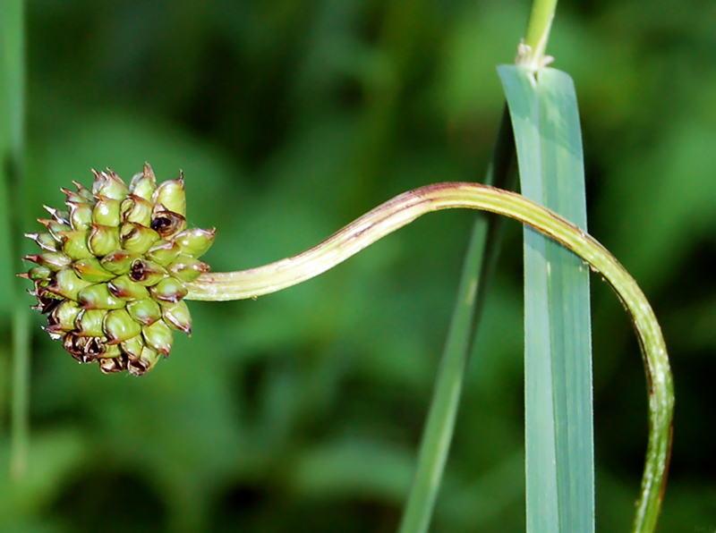 Image of Trollius asiaticus specimen.