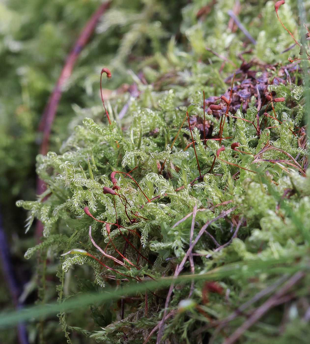 Image of Sanionia uncinata specimen.