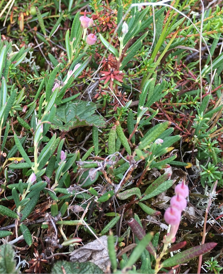 Image of Andromeda polifolia specimen.