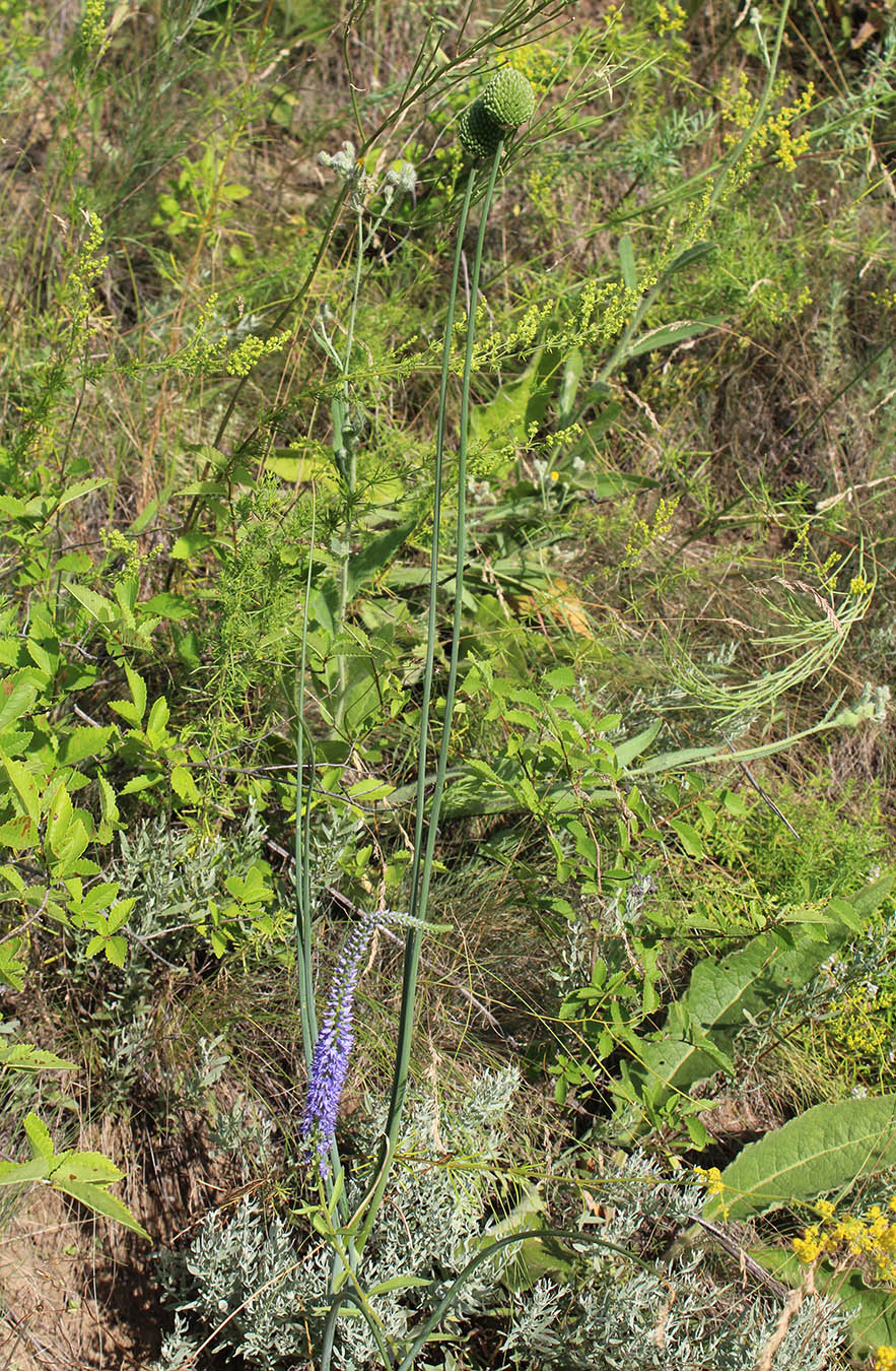 Image of Allium sphaerocephalon specimen.