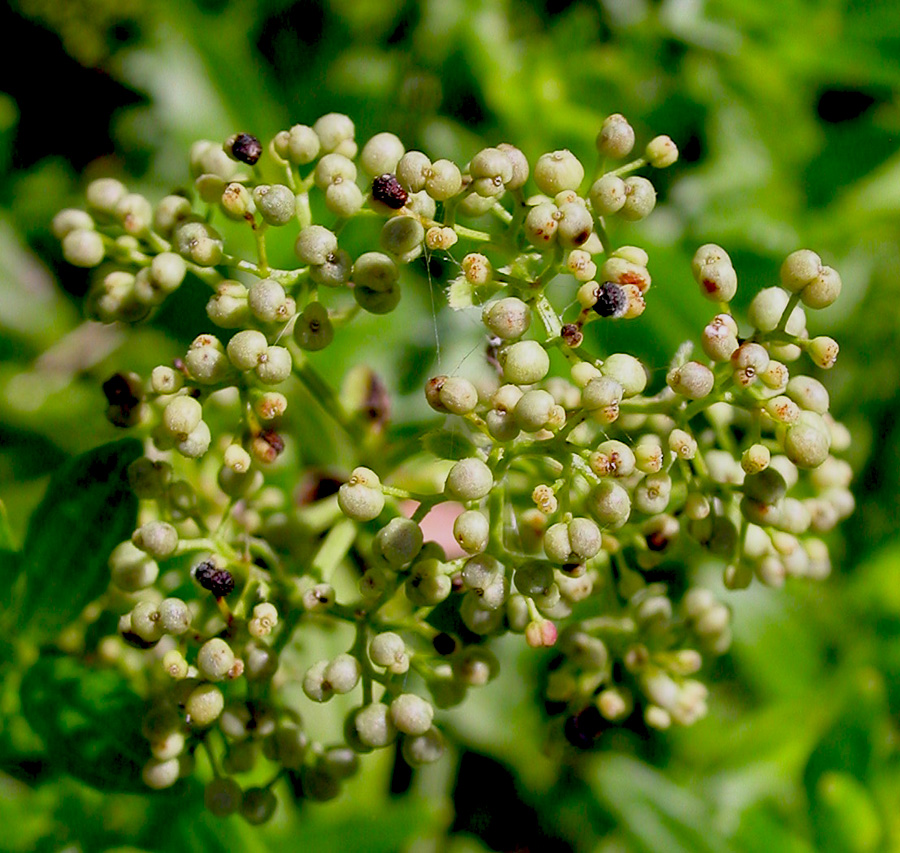 Image of Galium rubioides specimen.