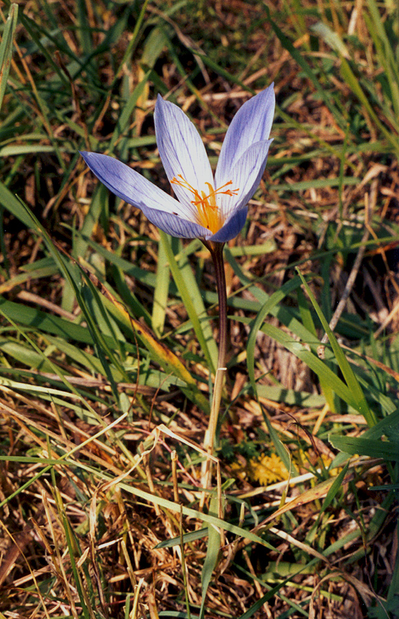 Изображение особи Crocus speciosus.