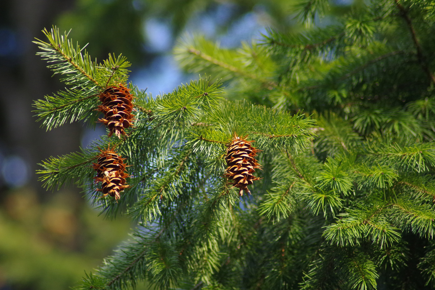 Image of Pseudotsuga menziesii specimen.