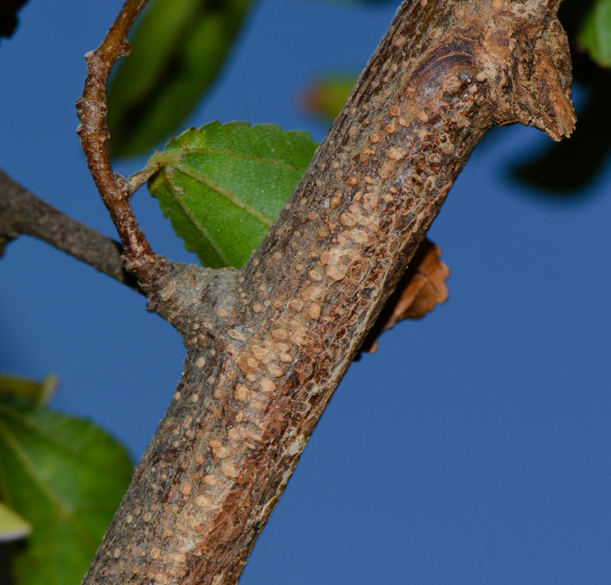 Image of Grewia occidentalis specimen.