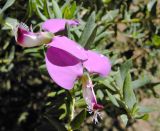 Смотреть изображение Polygala dalmaisiana