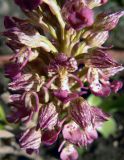 Orchis гибридный подвид suckowii