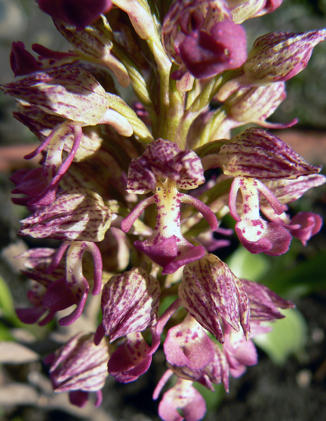 Image of Orchis &times; wulffiana nothosubsp. suckowii specimen.