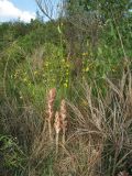 Orobanche rapum-genistae. Цветущие растения на фоне растения-хозяина. Нидерланды, провинция Limburg, рудеральное местообитание у железнодорожной станции Mook-Molenhoek; паразитирует на Sarothamnus (Cytisus) scoparius. 12 июня 2010 г.