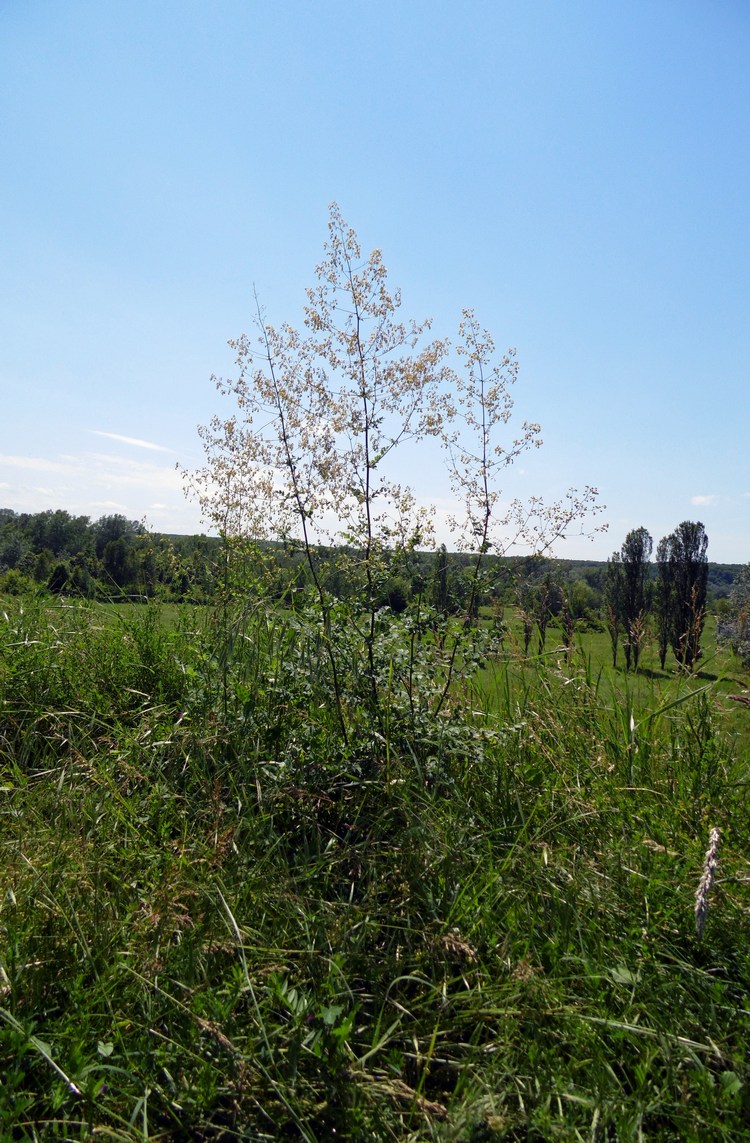 Image of Thalictrum minus specimen.