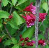 Weigela florida