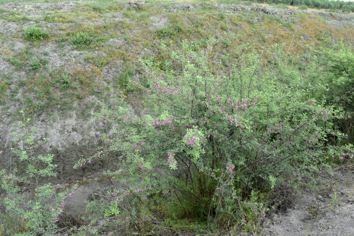 Image of Halimodendron halodendron specimen.