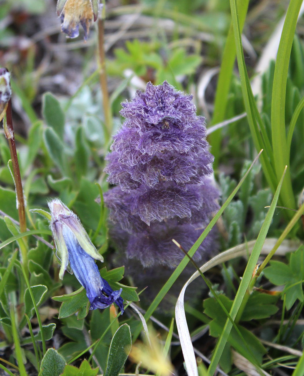 Image of Ajuga orientalis specimen.