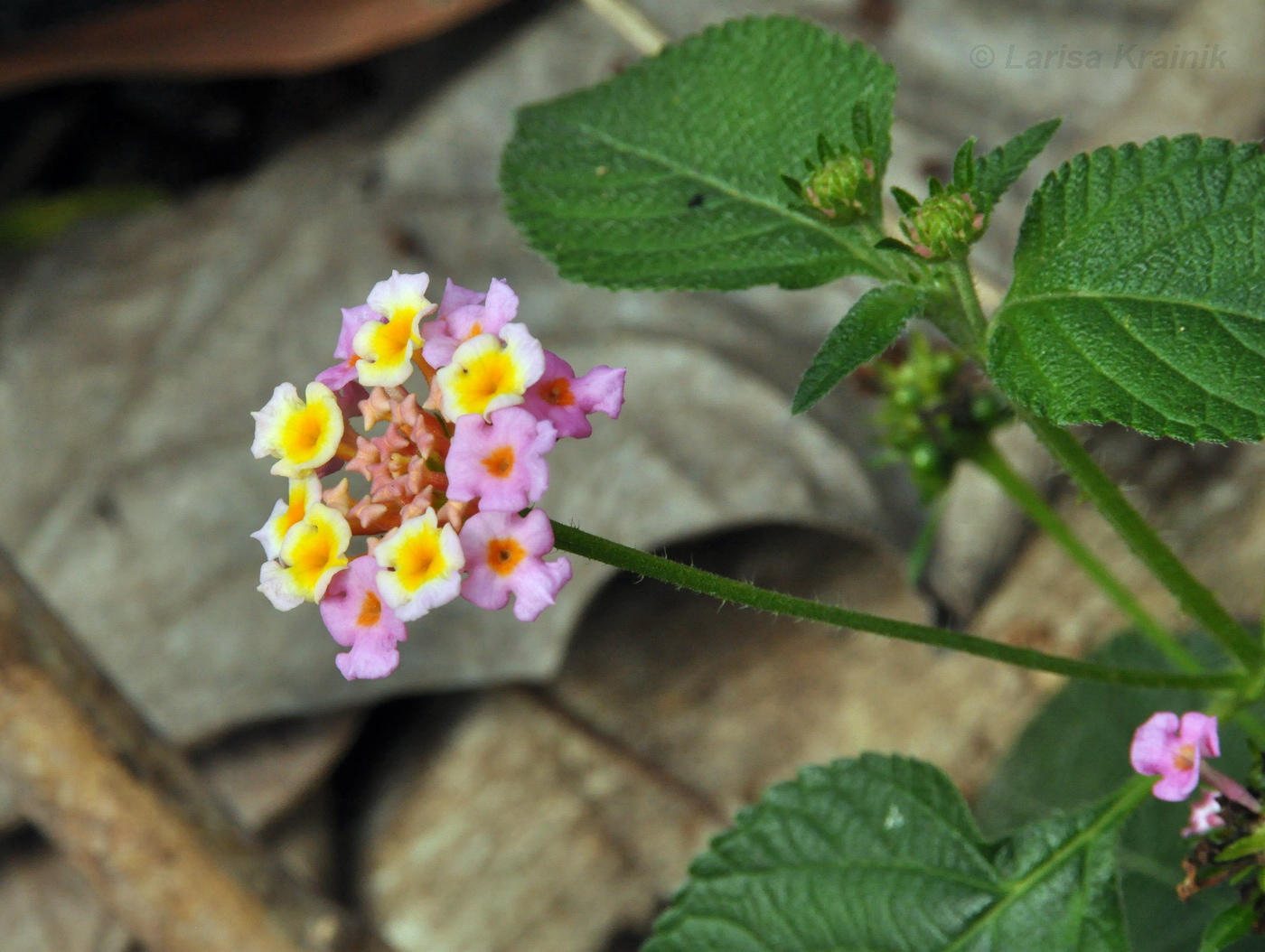 Image of Lantana camara specimen.