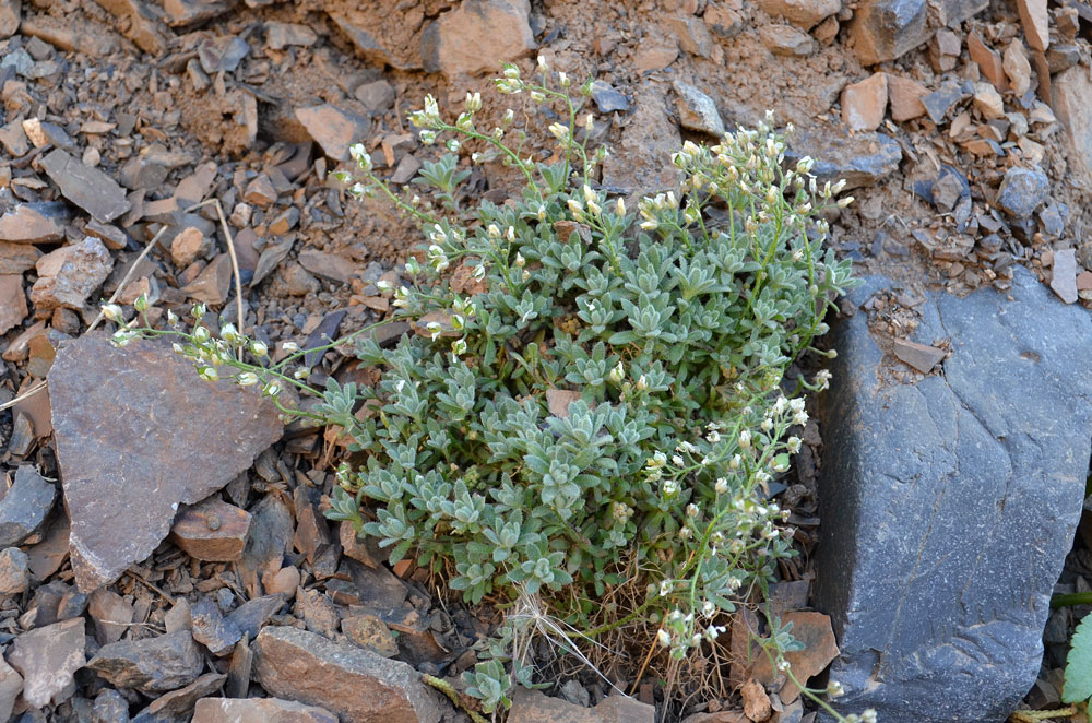 Image of genus Draba specimen.