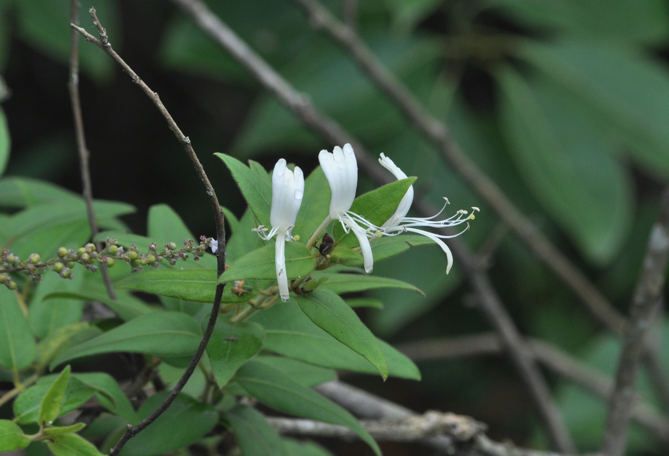 Image of genus Lonicera specimen.