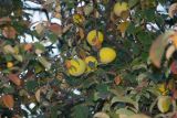 Смотреть изображение Pseudocydonia sinensis