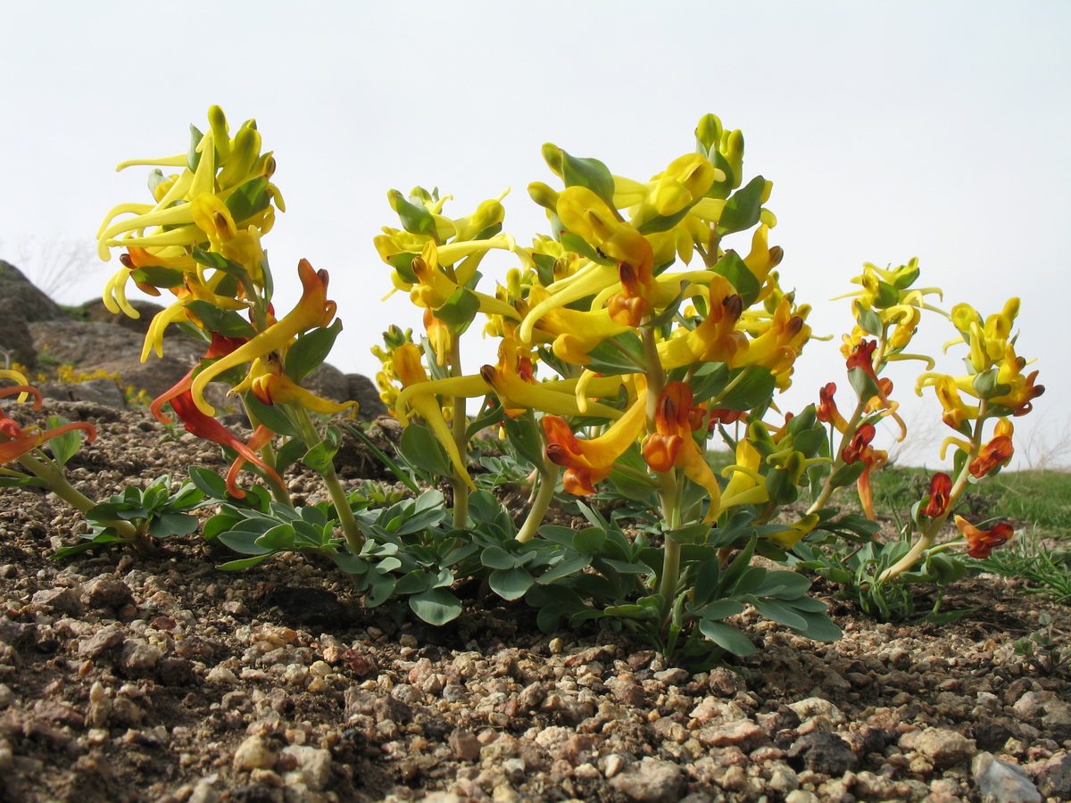 Image of Corydalis sewerzowii specimen.