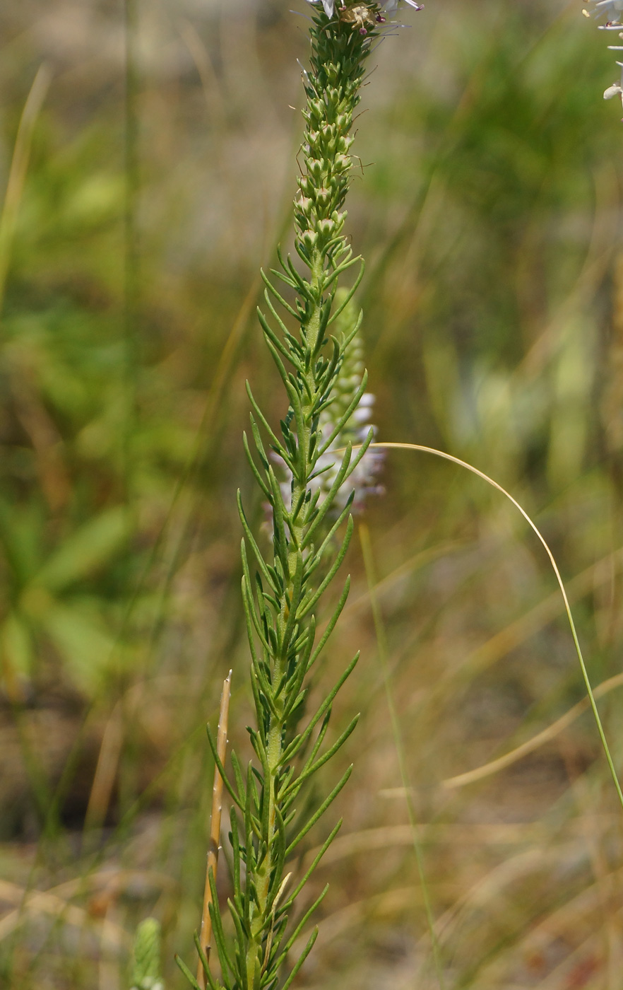 Image of Veronica pinnata specimen.