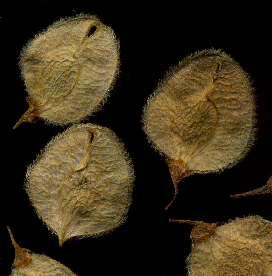 Image of Ulmus laevis specimen.