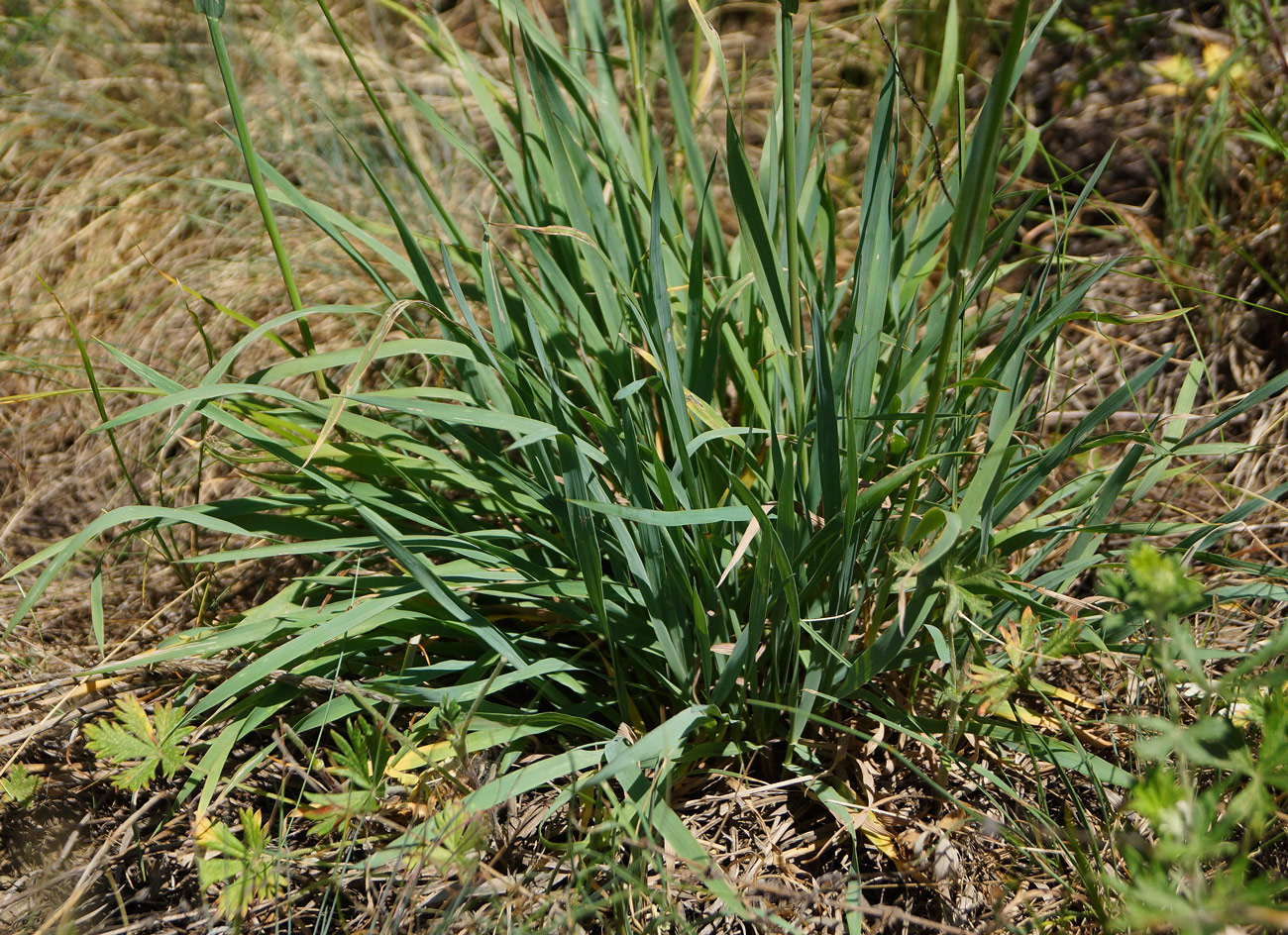 Изображение особи Phleum phleoides.