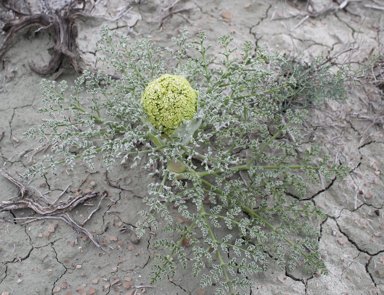 Изображение особи Ferula karakalensis.