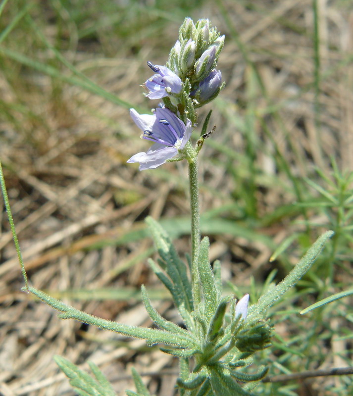 Image of Veronica jacquinii specimen.