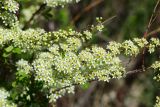 Spiraea hypericifolia. Верхушки цветущих веточек. Восточный Казахстан, г. Усть-Каменогорск, восточные окр., Лесхоз, склон сопки. 22.05.2018.