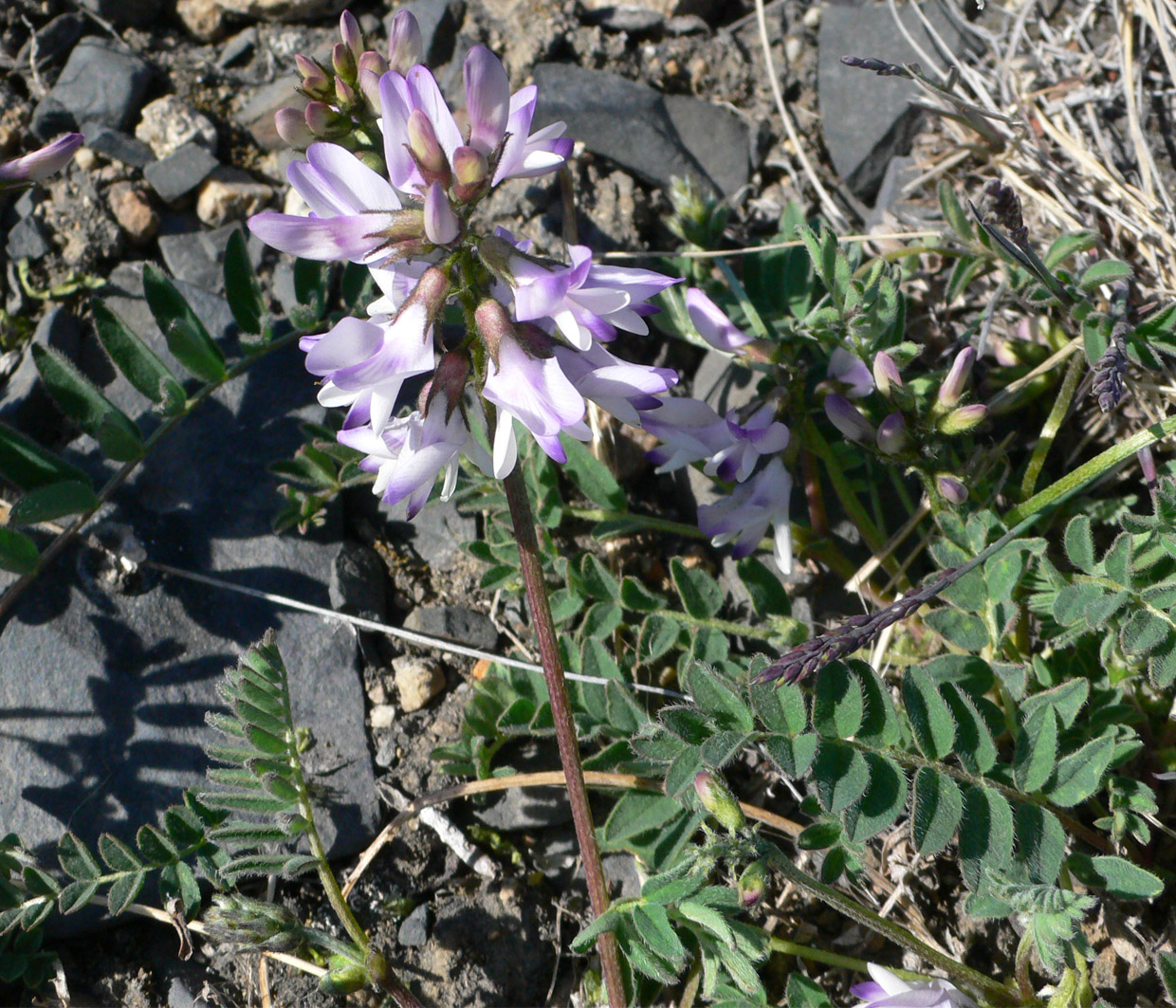 Изображение особи Astragalus alpinus.