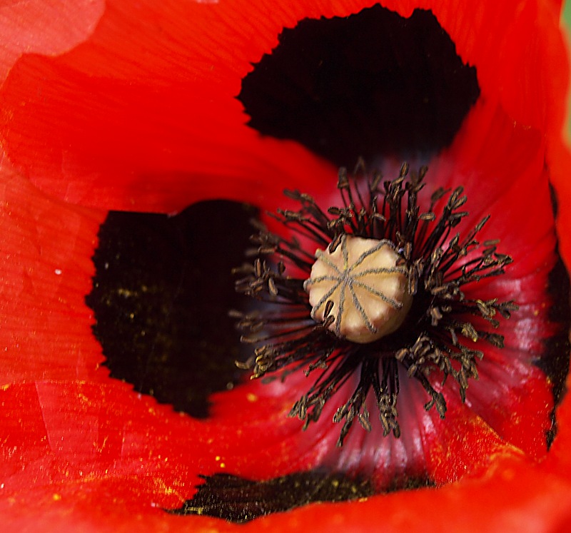 Image of Papaver commutatum specimen.