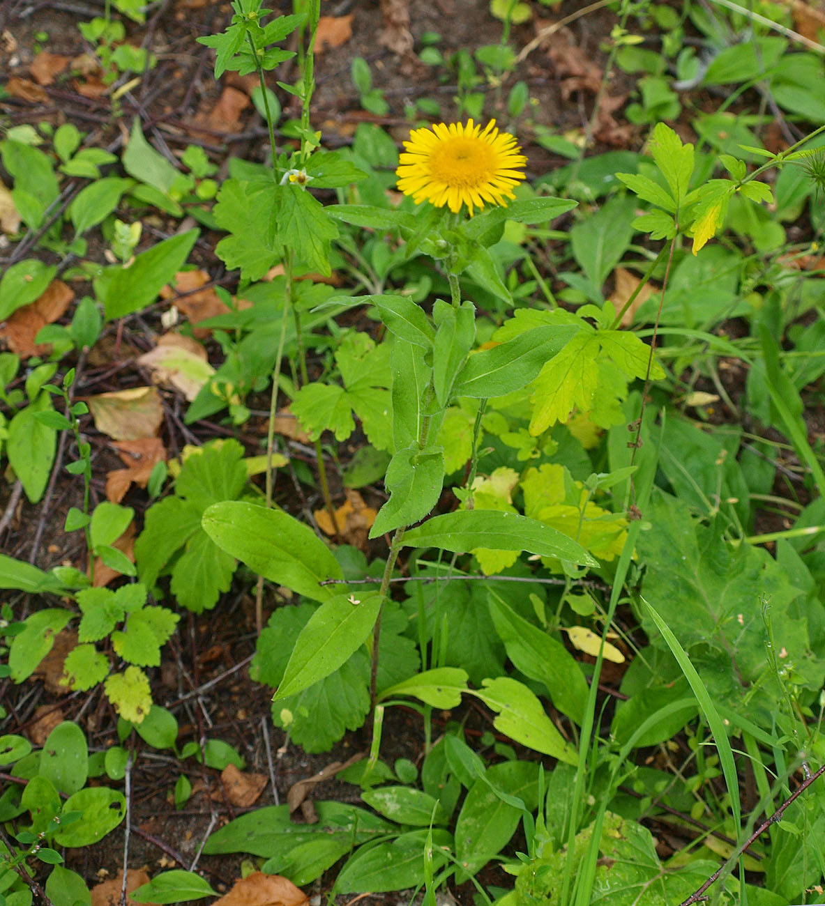 Изображение особи Inula britannica.