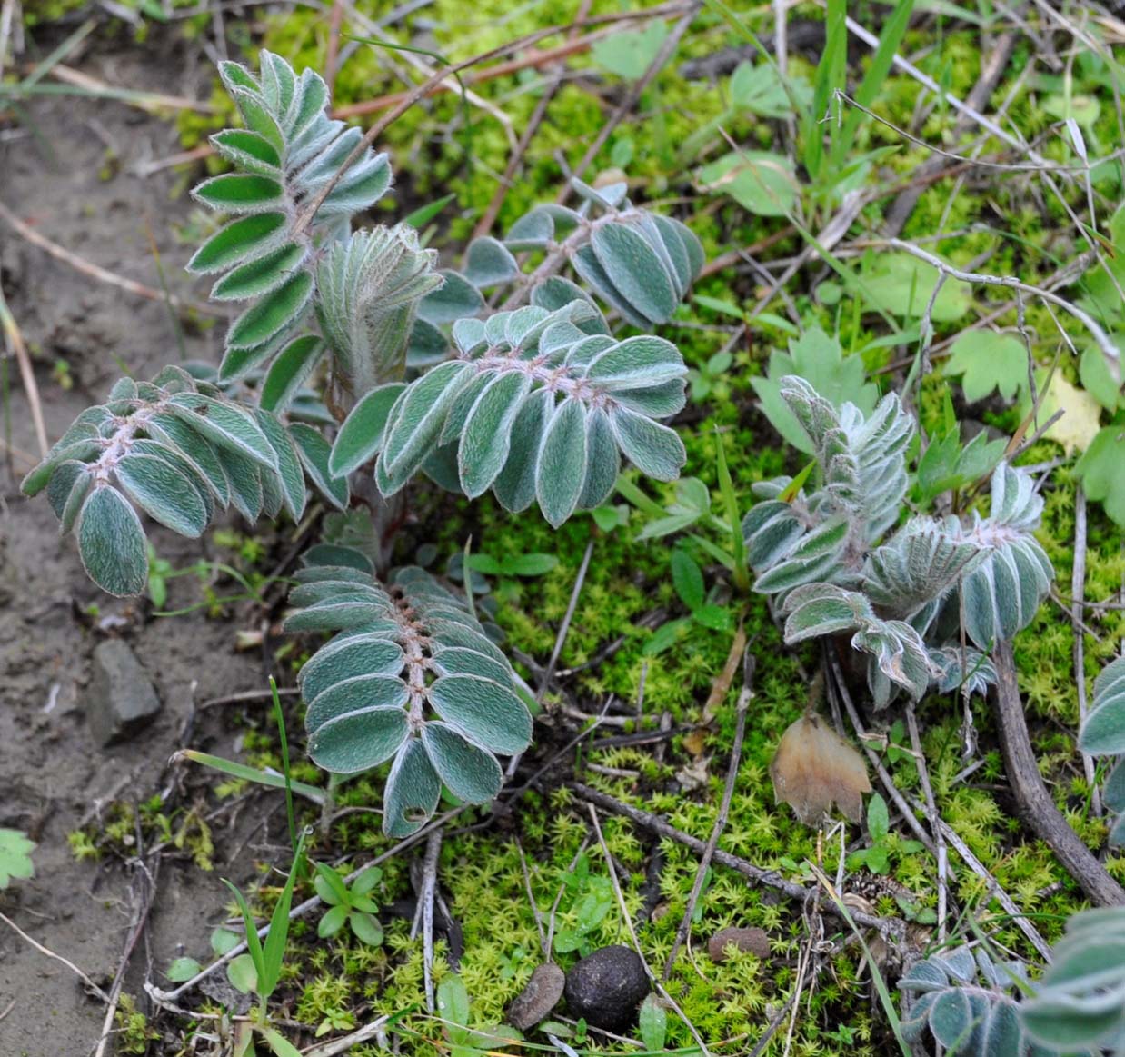 Image of Erophaca baetica ssp. orientalis specimen.