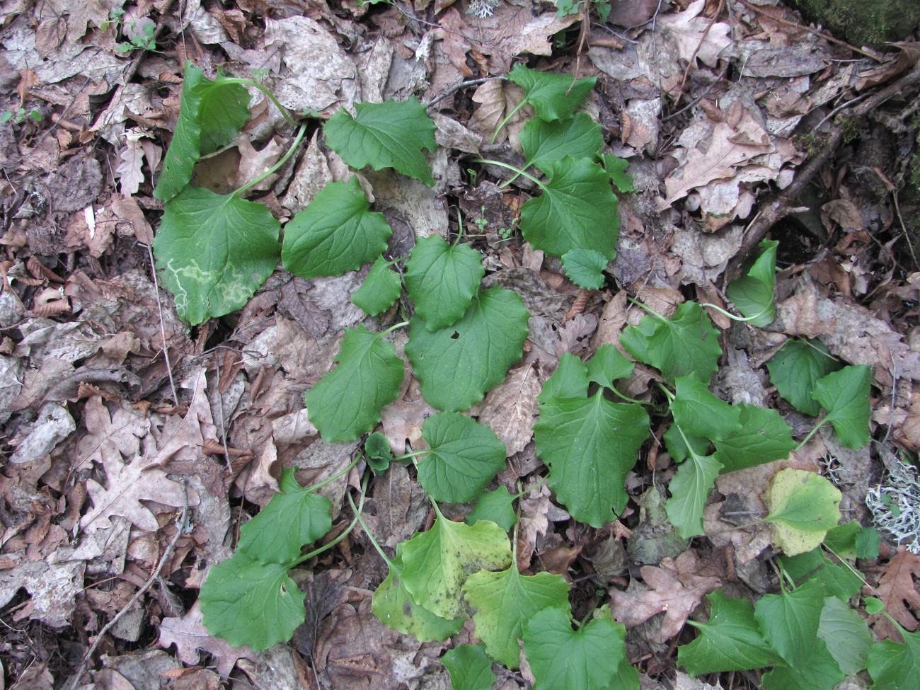 Image of Doronicum orientale specimen.