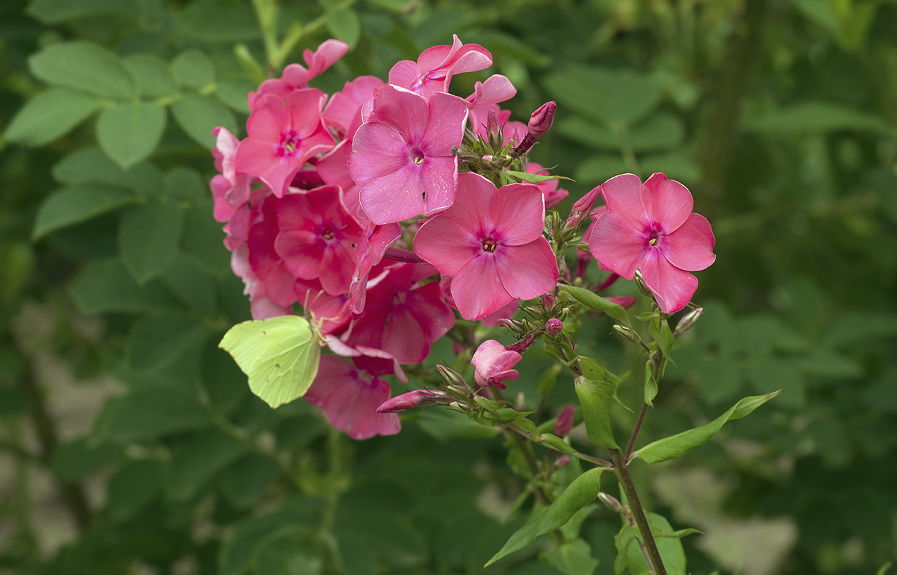 Image of Phlox paniculata specimen.