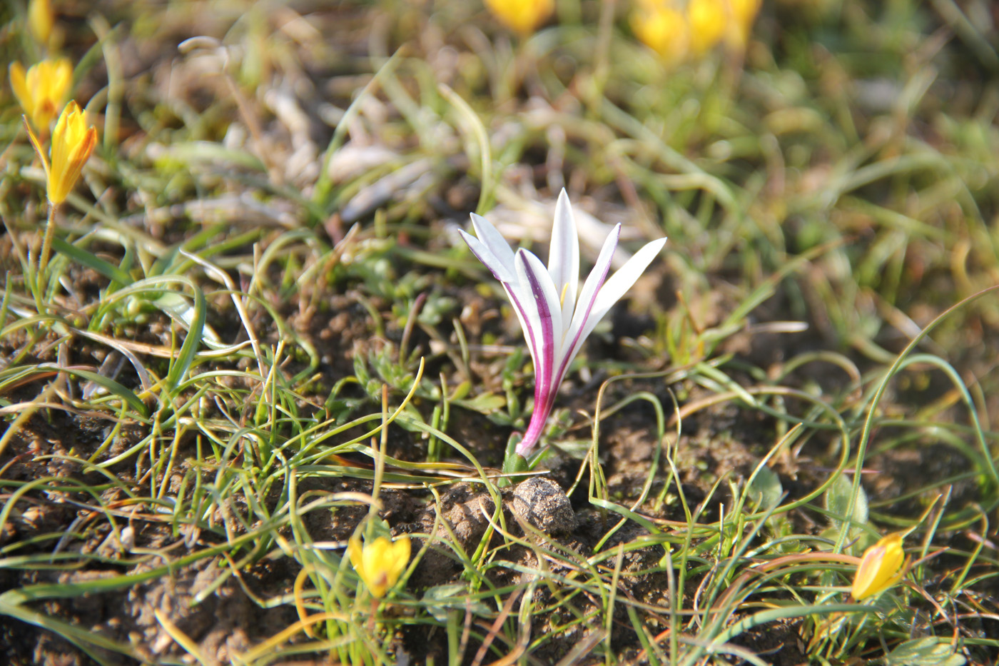 Image of Colchicum kesselringii specimen.