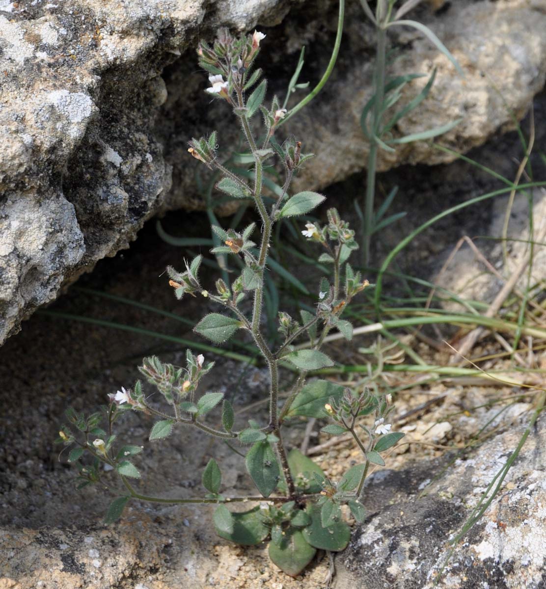 Image of Chaenorhinum gerense specimen.