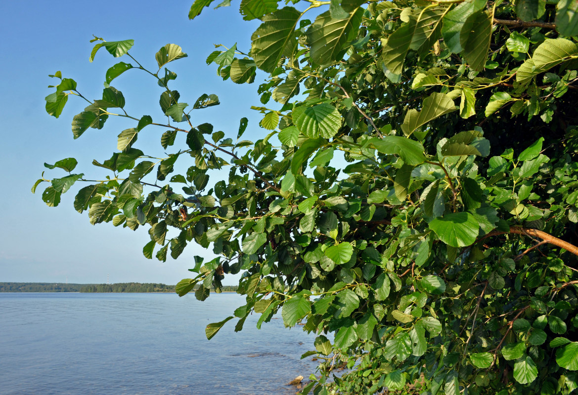 Image of Alnus glutinosa specimen.