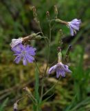 Lactuca sibirica