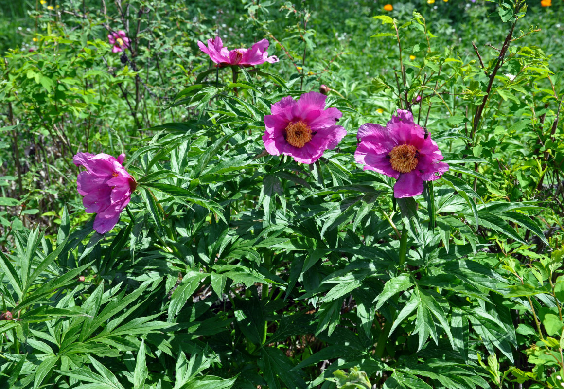 Изображение особи Paeonia anomala.