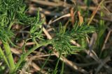 Смотреть изображение Thalictrum lucidum